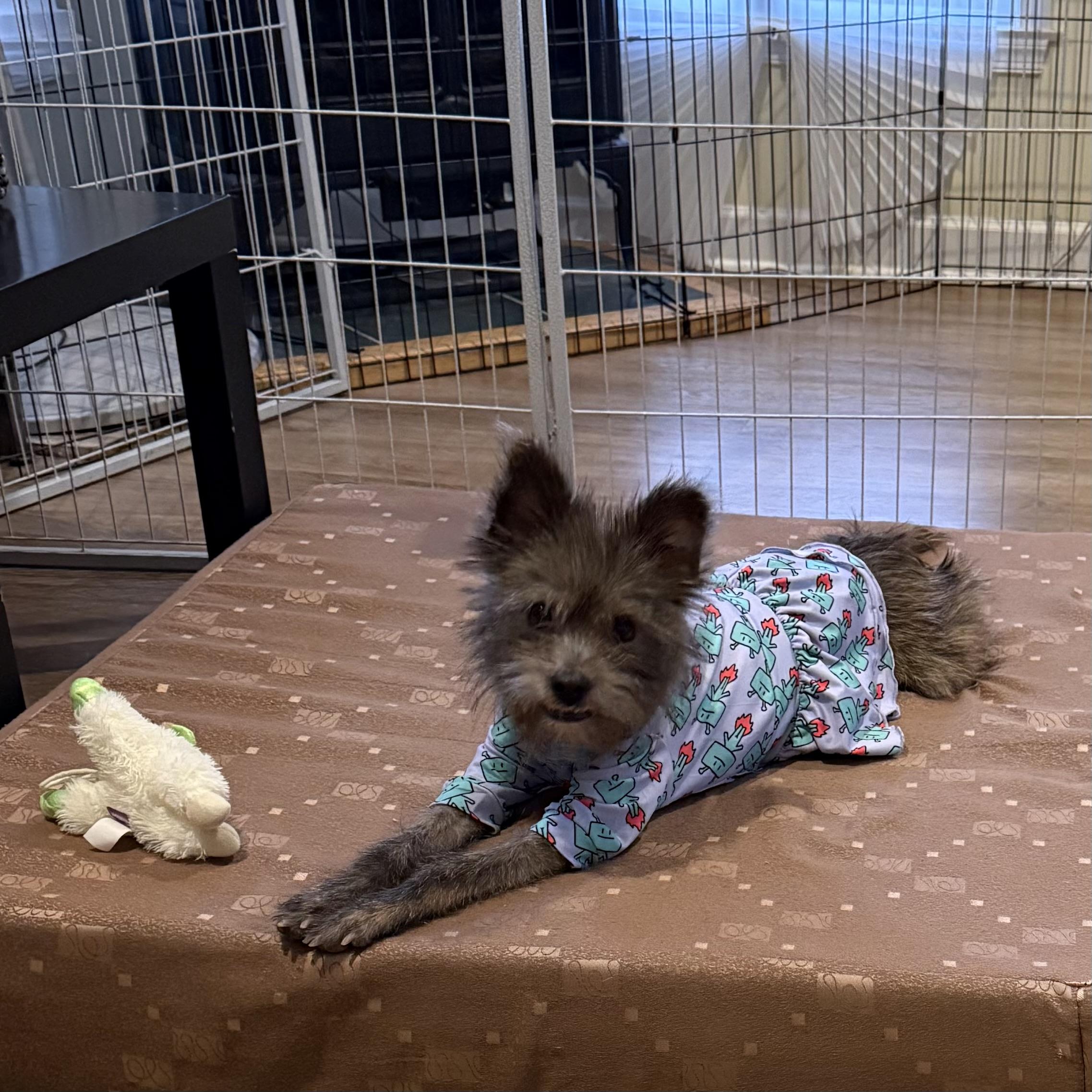 Enlarge Noa, a ADOPTABLE mixed breed in chevy chase, MD image 5/6