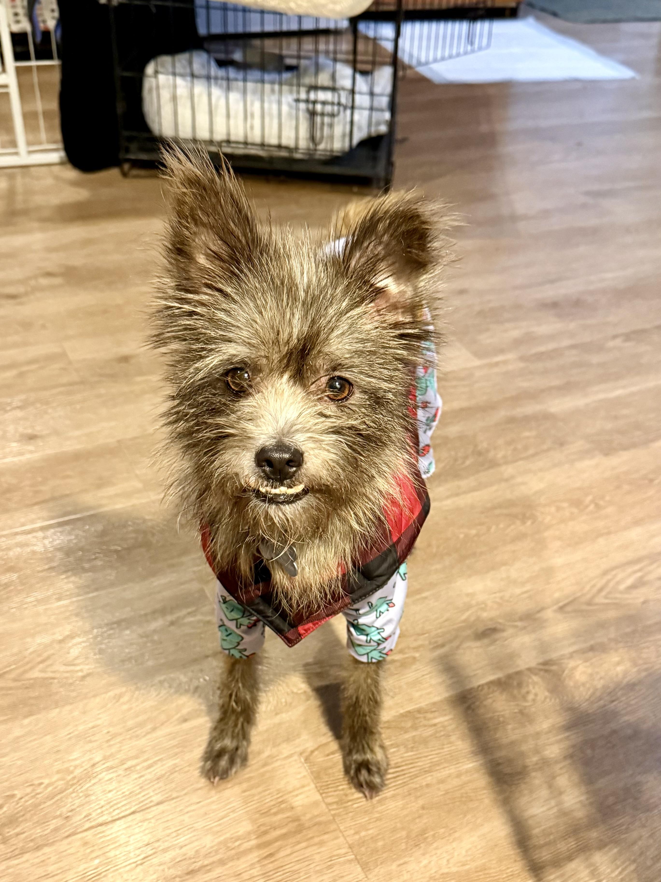 Noa, ADOPTABLE, Young Female Miniature Schnauzer.