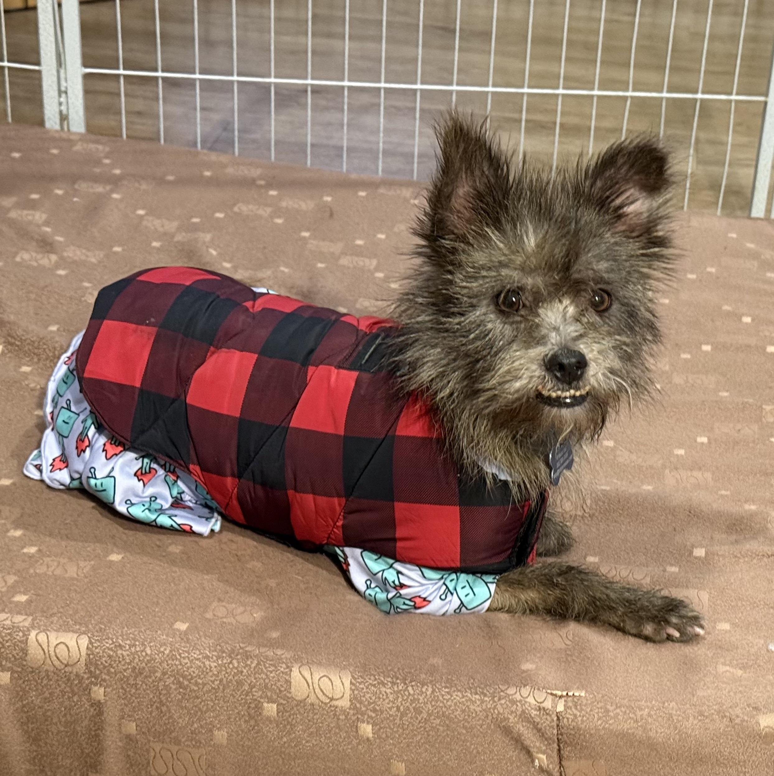 Enlarge Noa, a ADOPTABLE mixed breed in chevy chase, MD image 4/6