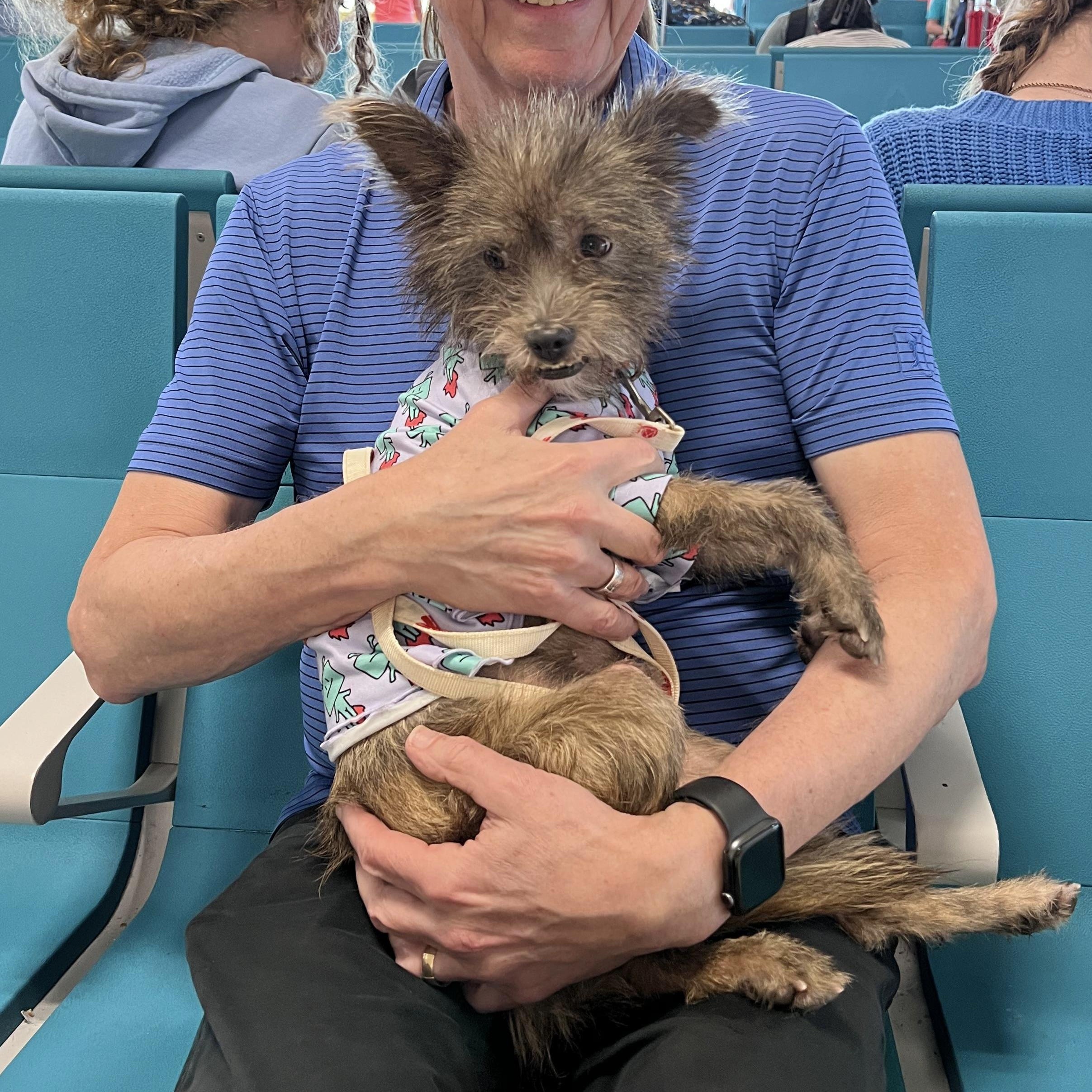 Enlarge Noa, a ADOPTABLE mixed breed in chevy chase, MD image 3/6