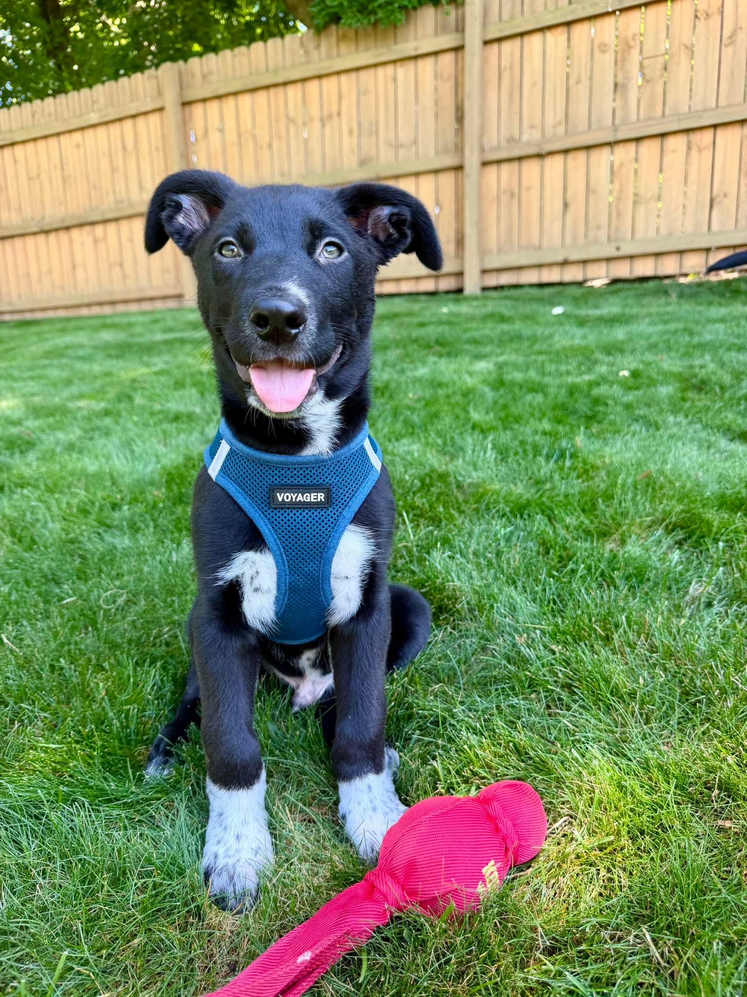 GUS, an adopted mixed breed in Vandergrift, PA image 1/5