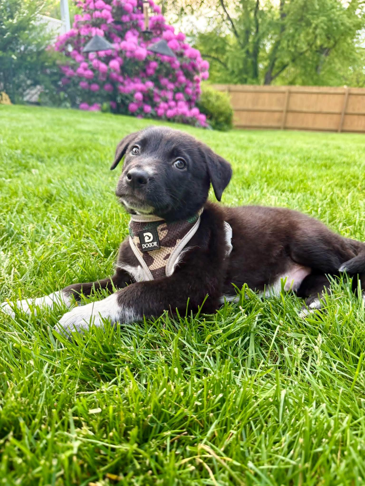 GUS, an adopted mixed breed in Vandergrift, PA image 2/5