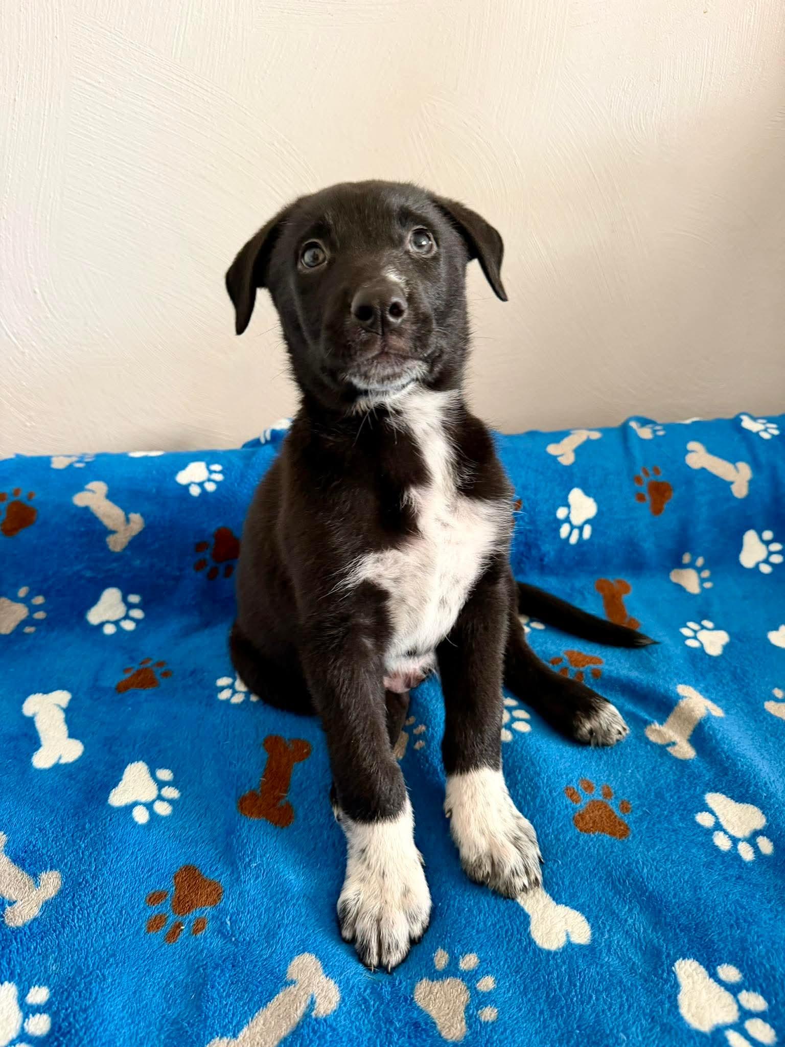 GUS, an adopted mixed breed in Vandergrift, PA image 5/5