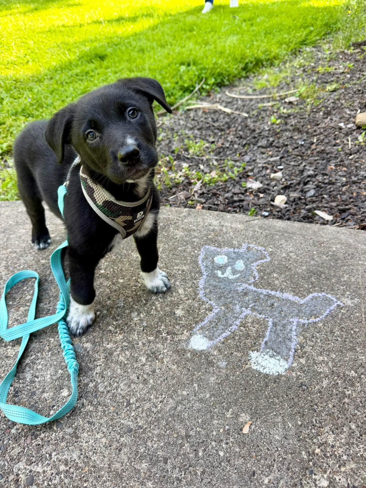 GUS, an adopted mixed breed in Vandergrift, PA image 4/5