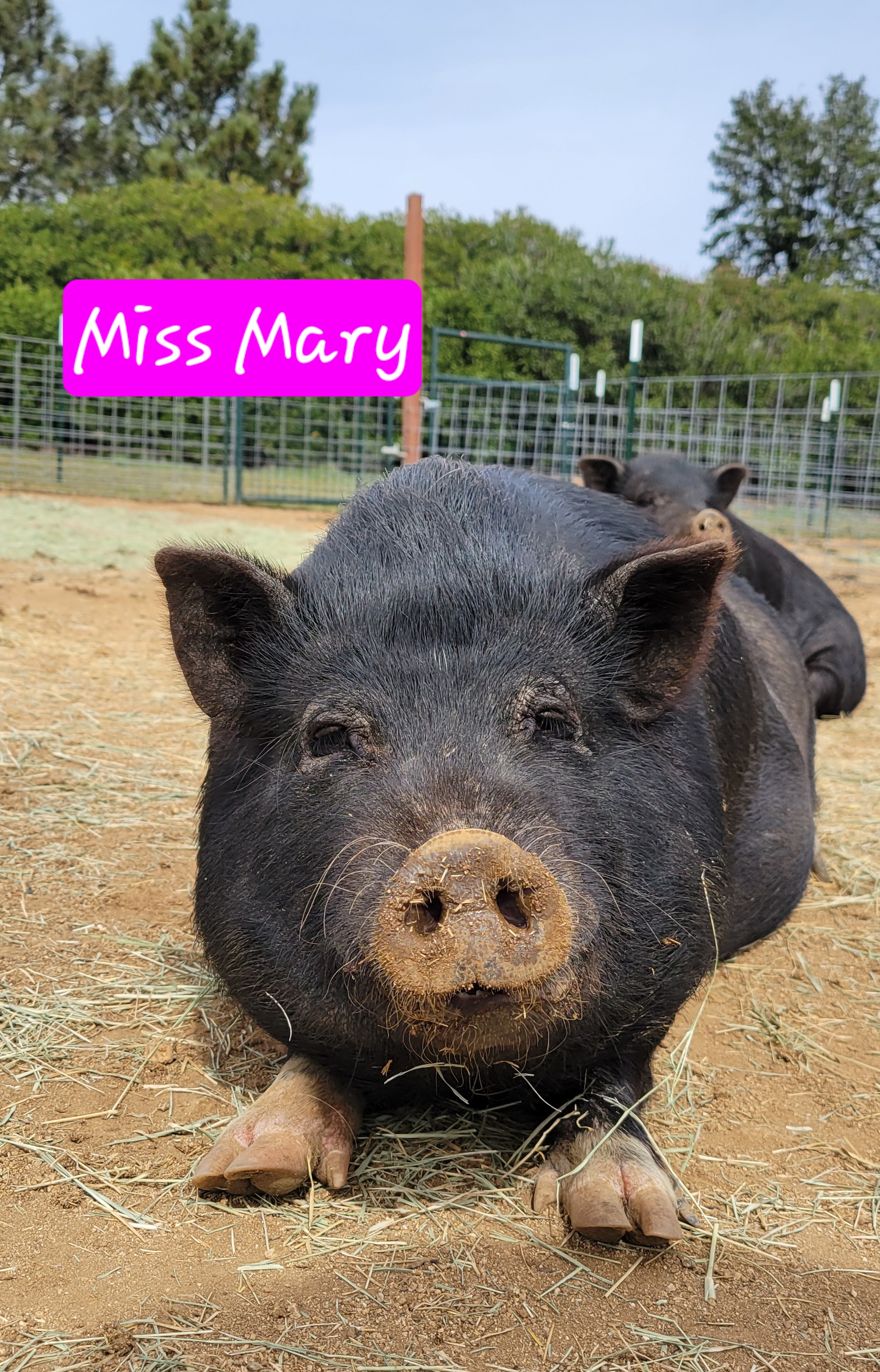 Miss Mary, a Adoptable Pot Bellied in Agua Dulce, CA image 1/3