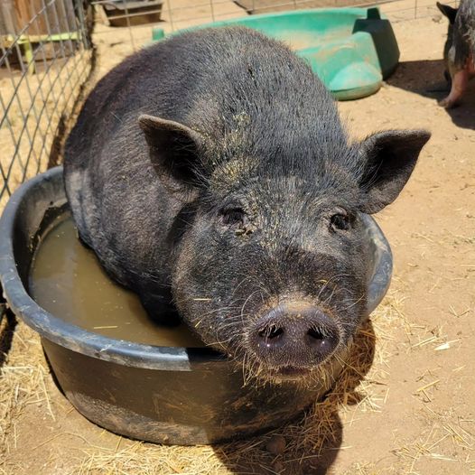Miss Mary, a Adoptable Pot Bellied in Agua Dulce, CA image 2/3