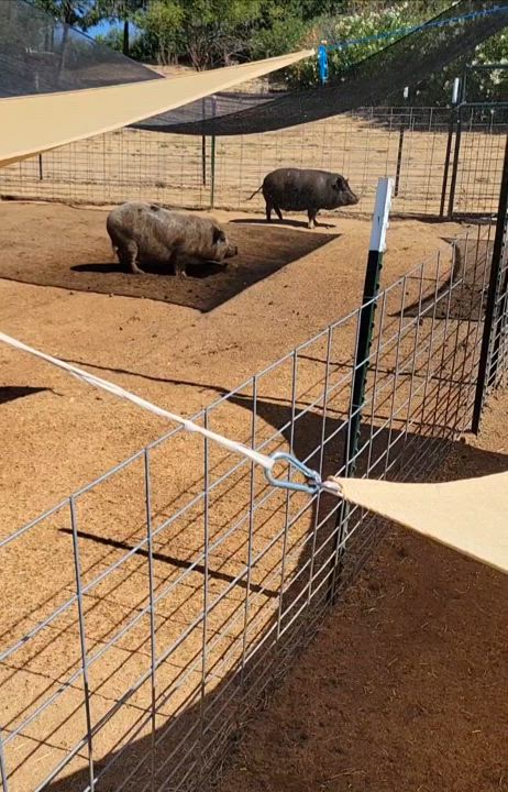 Enlarge Miss Mary, a Adoptable Pot Bellied in Agua Dulce, CA video 3/3