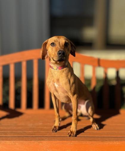 Brownie, ADOPTABLE, Adult Male Hound.