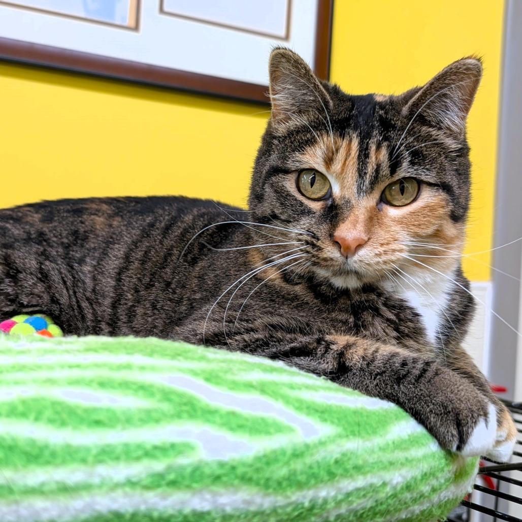 Enlarge Charity, a Adoptable Domestic Short Hair in Michigan City, IN image 1/6