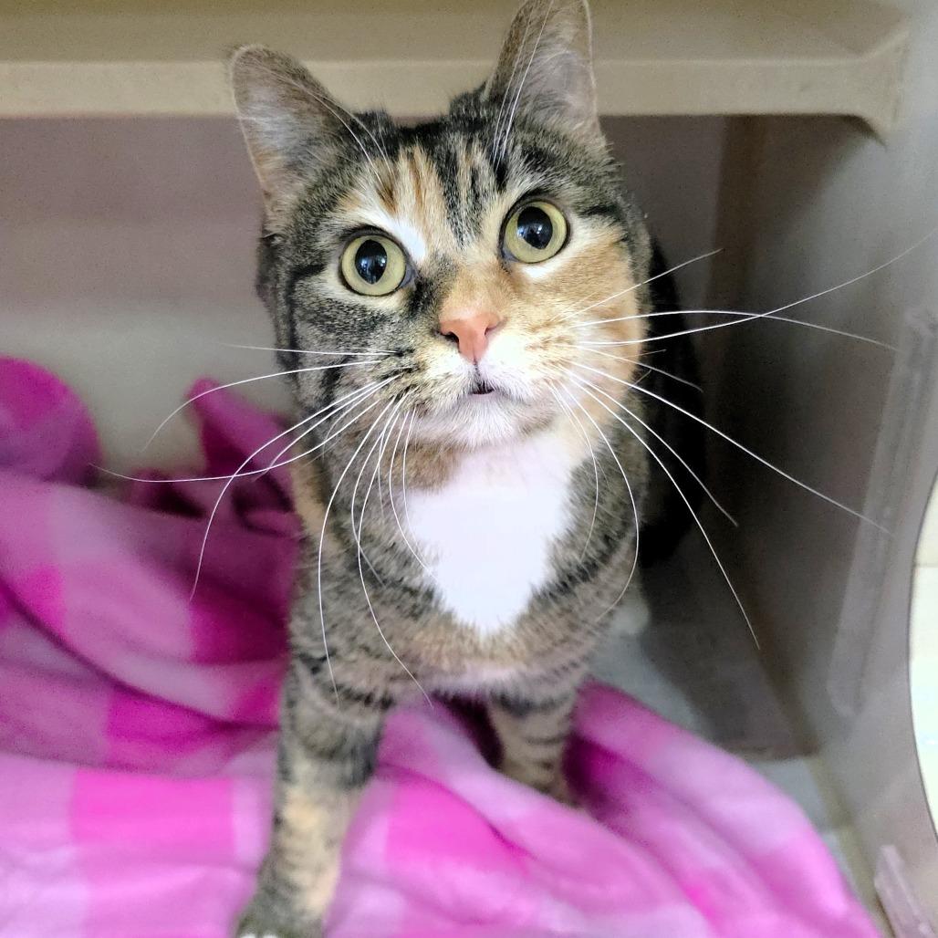 Enlarge Charity, a Adoptable Domestic Short Hair in Michigan City, IN image 2/6