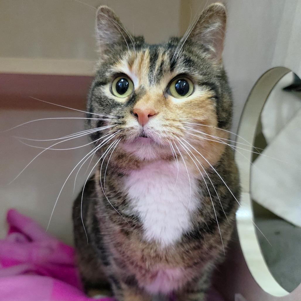 Enlarge Charity, a Adoptable Domestic Short Hair in Michigan City, IN image 3/6