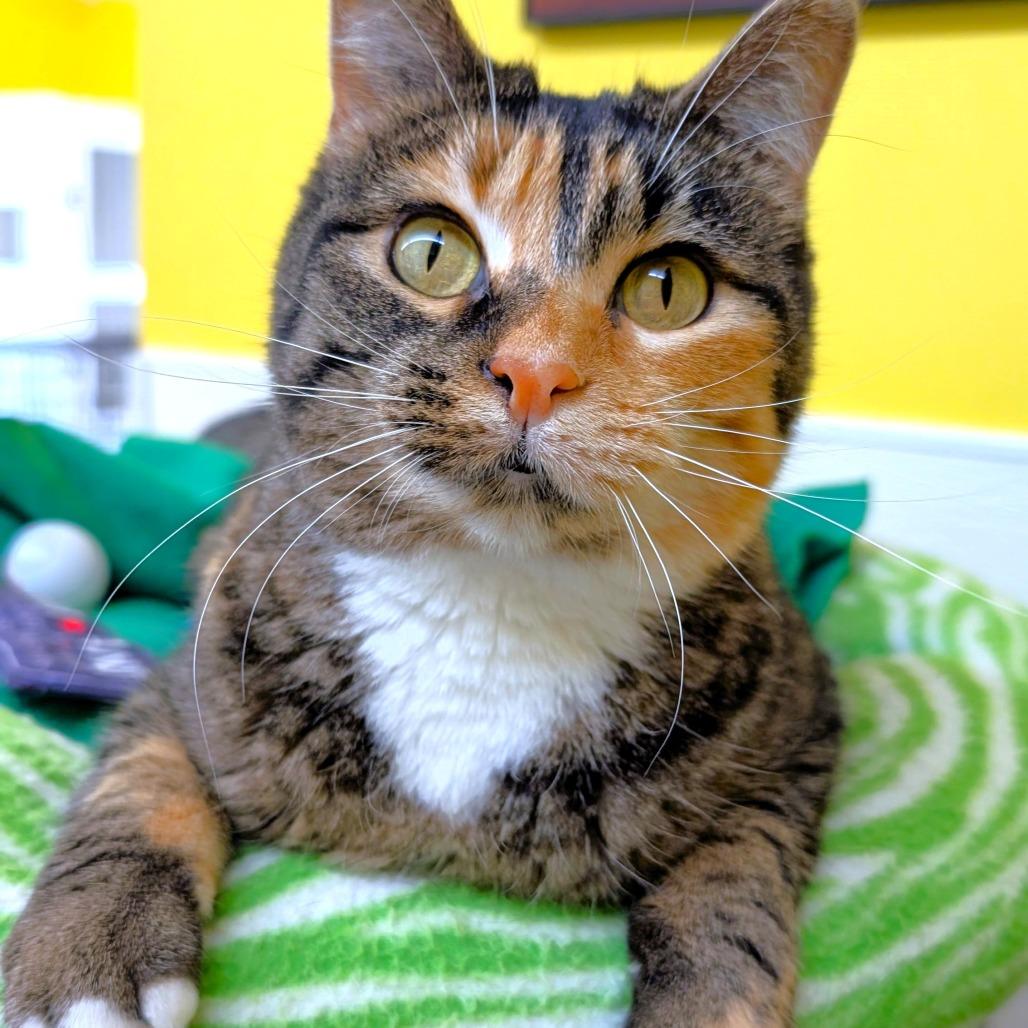 Enlarge Charity, a Adoptable Domestic Short Hair in Michigan City, IN image 4/6