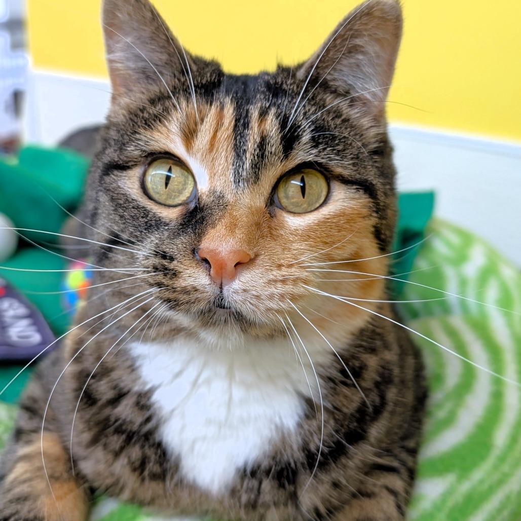 Enlarge Charity, a Adoptable Domestic Short Hair in Michigan City, IN image 5/6