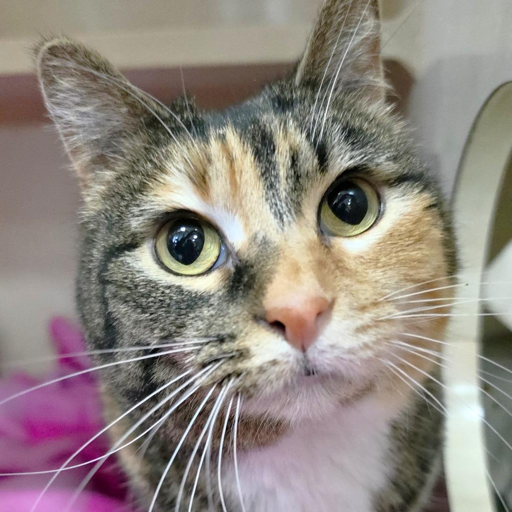 Enlarge Charity, a Adoptable Domestic Short Hair in Michigan City, IN image 6/6