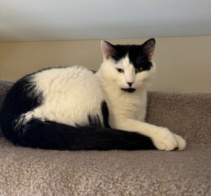 Harrison, Adoptable, Young Male Domestic Short Hair.