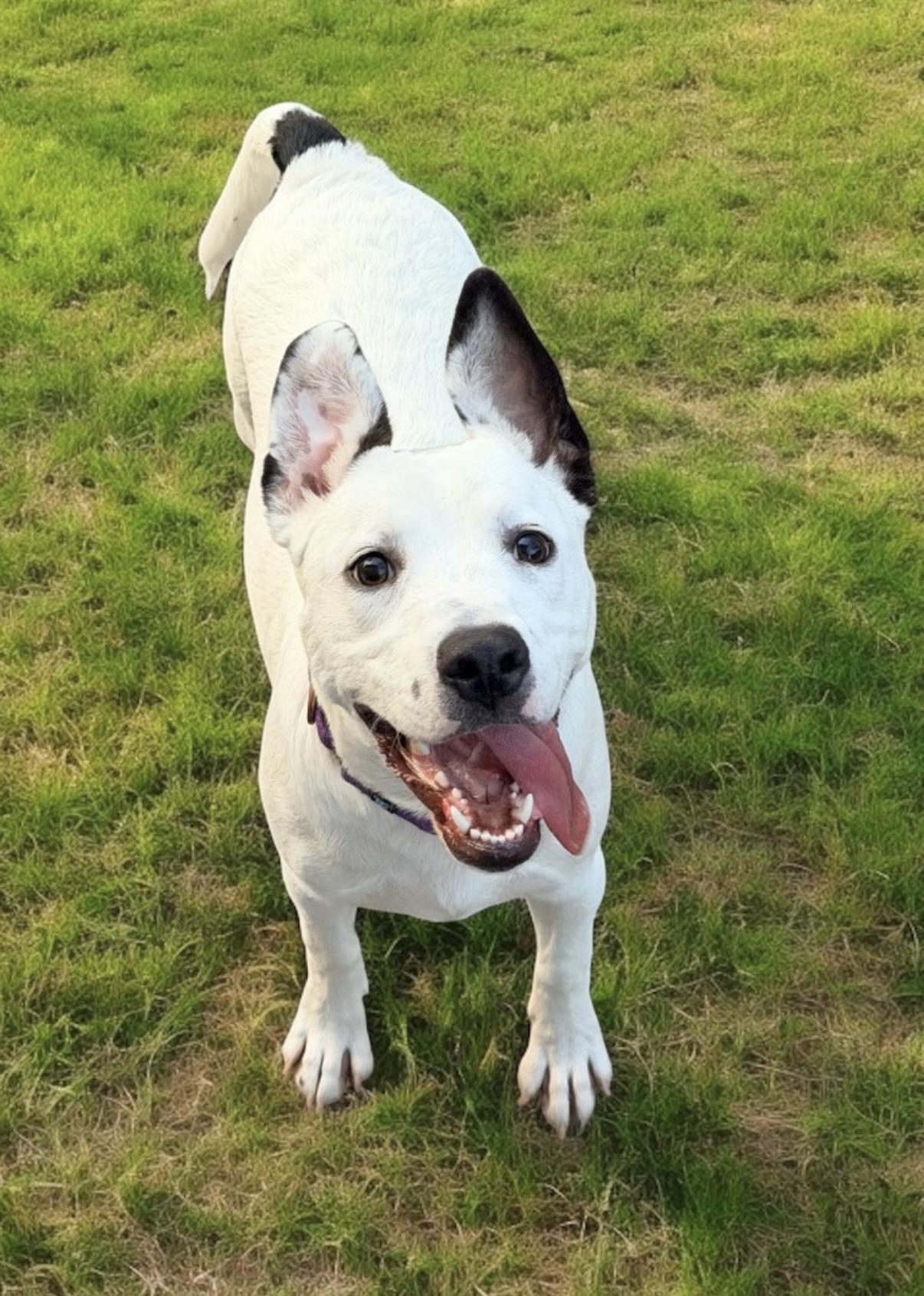 Frankie , a ADOPTABLE mixed breed in Chattanooga, TN image 2/4