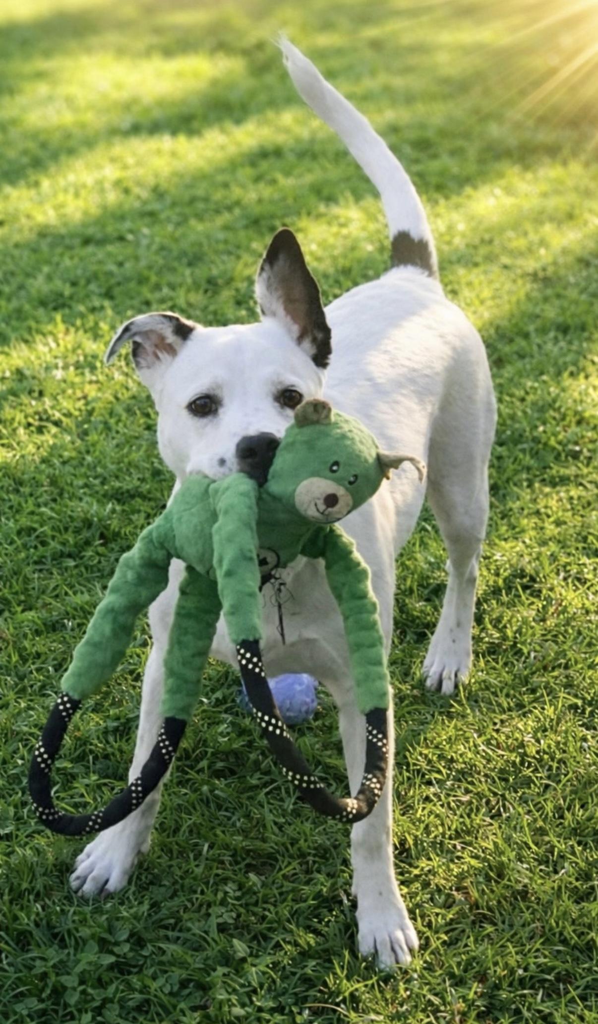 Frankie , a ADOPTABLE mixed breed in Chattanooga, TN image 4/4