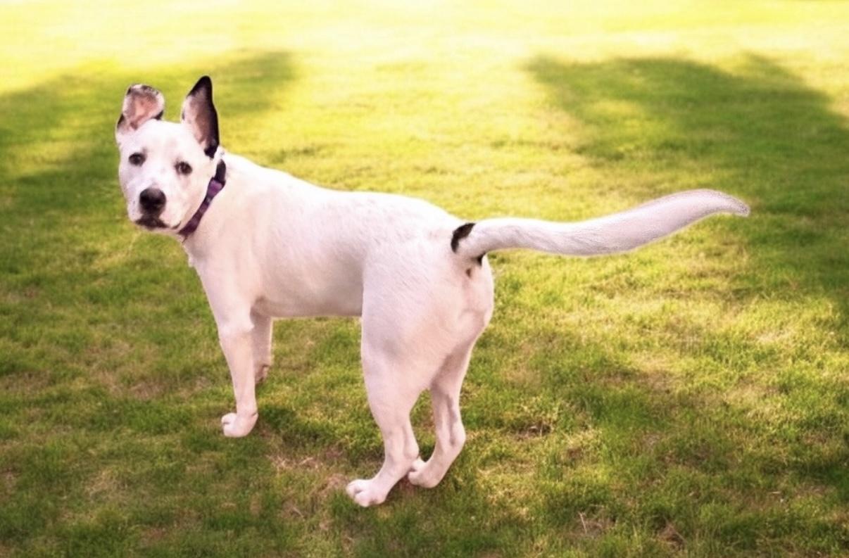 Frankie , a ADOPTABLE mixed breed in Chattanooga, TN image 3/4