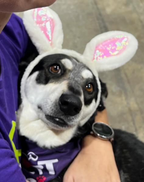 Enlarge Maggie, an adoptable mixed breed in Weatherford, TX image 1/6