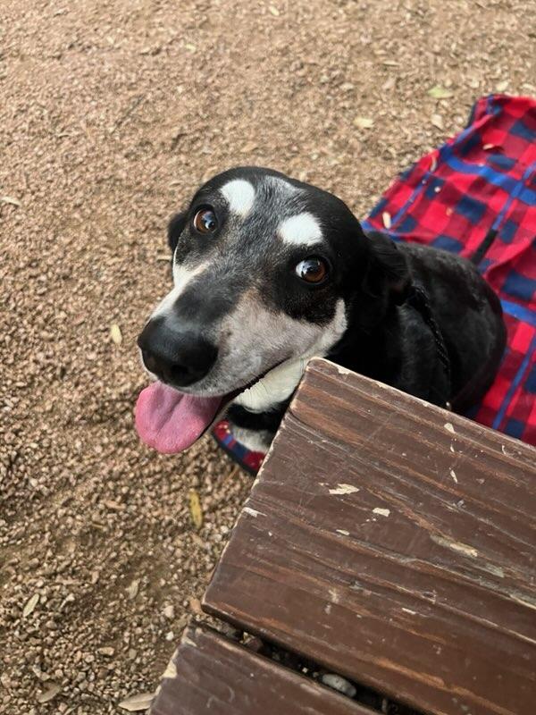 Enlarge Maggie, an adoptable mixed breed in Weatherford, TX image 5/6