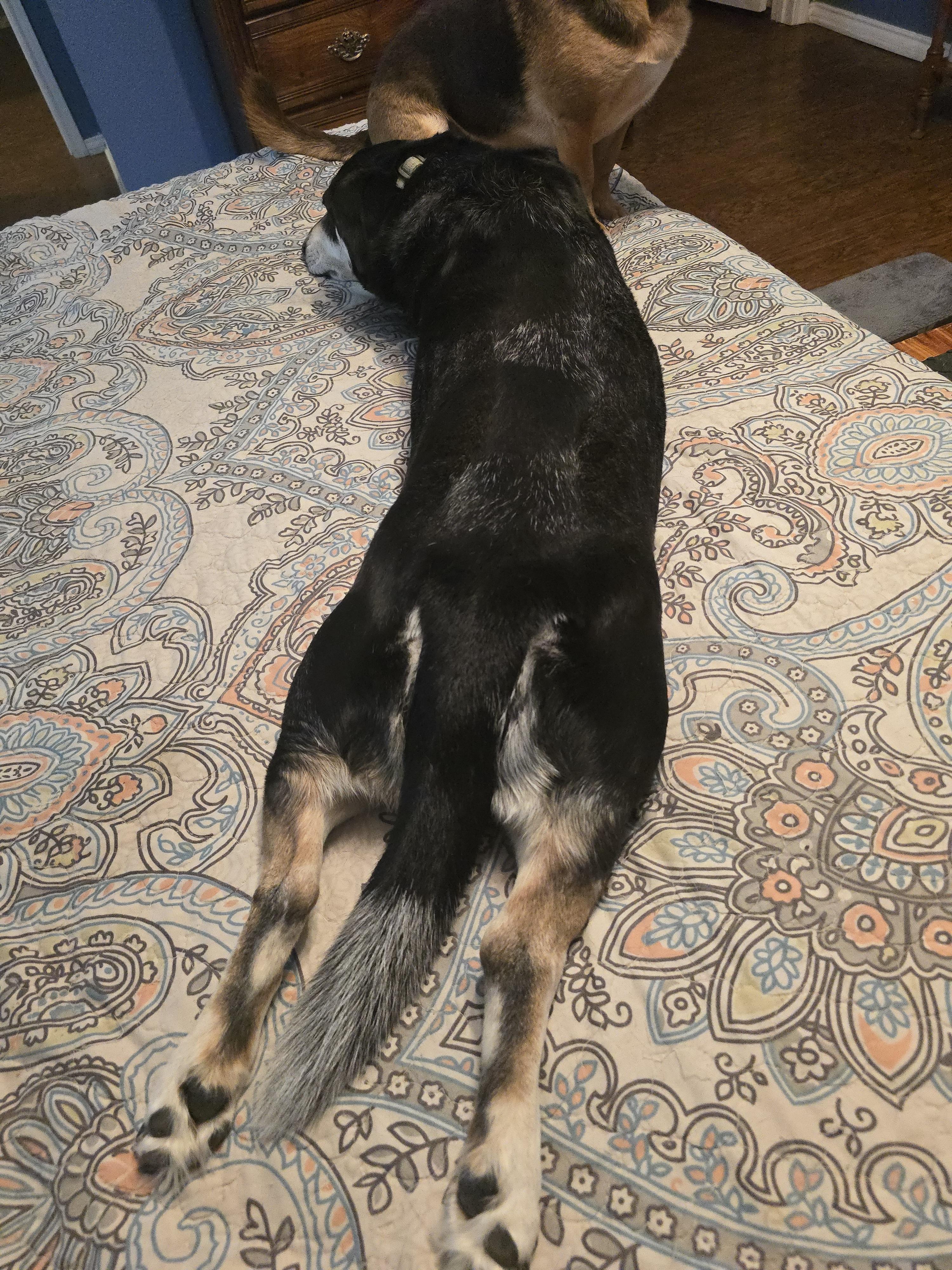 Enlarge Maggie, an adoptable mixed breed in Weatherford, TX image 6/6