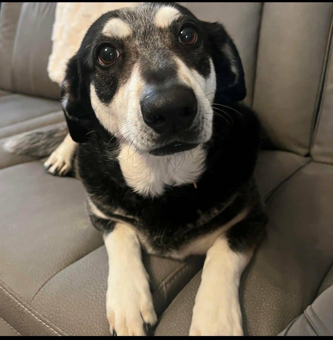 Maggie, Adoptable, Senior Female Basset Hound & Australian Cattle Dog / Blue Heeler.