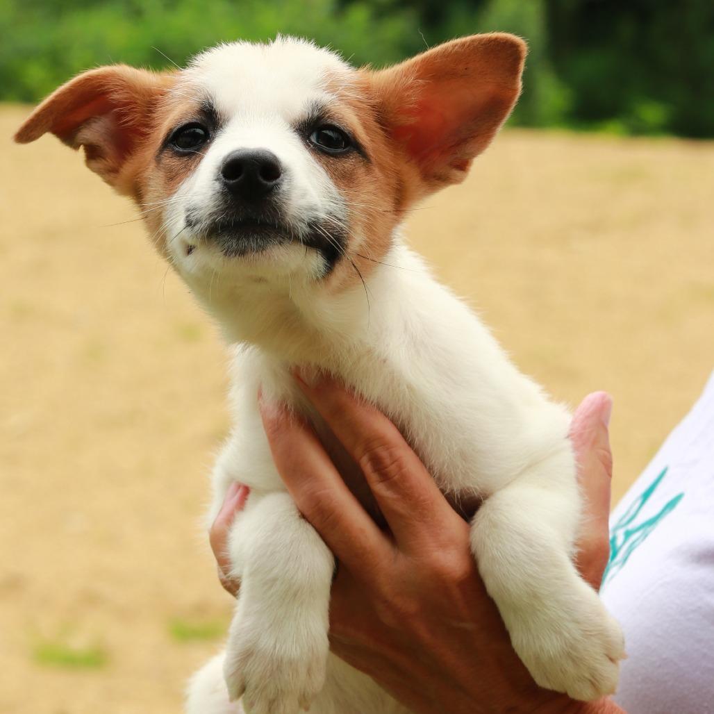 Enlarge CT Argentina, a Adoptable Mixed Breed in Eastford, CT image 2/5