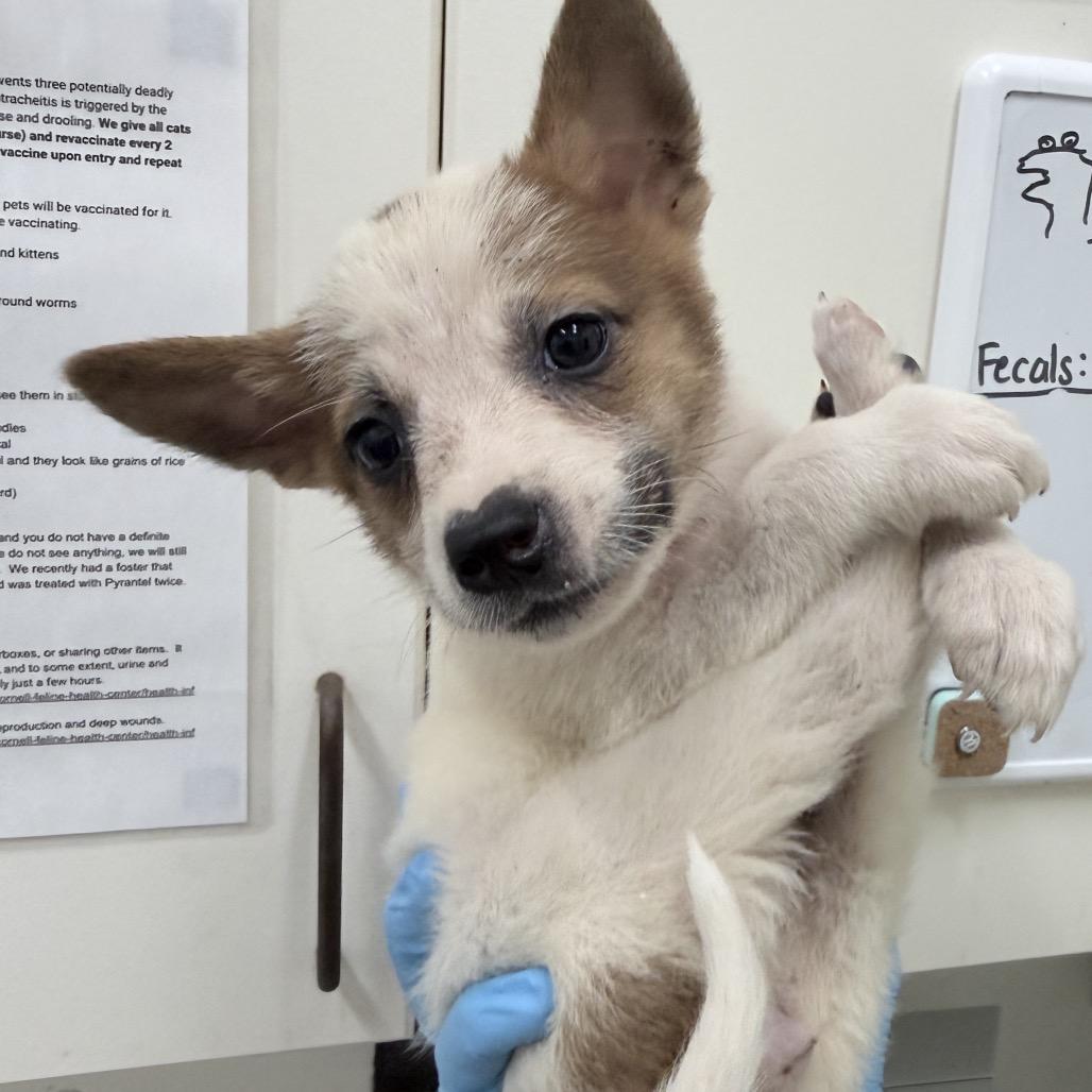 Enlarge CT Argentina, a Adoptable Mixed Breed in Eastford, CT image 3/5