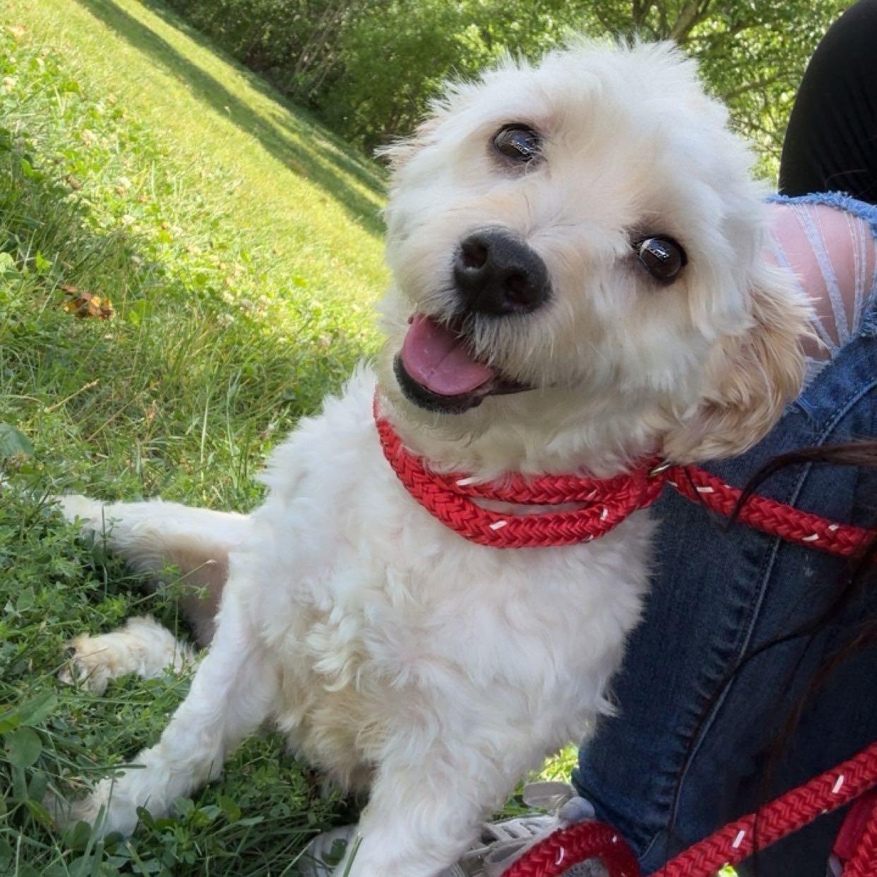 Enlarge Bexley, an adopted mixed breed in Youngstown, OH image 1/1
