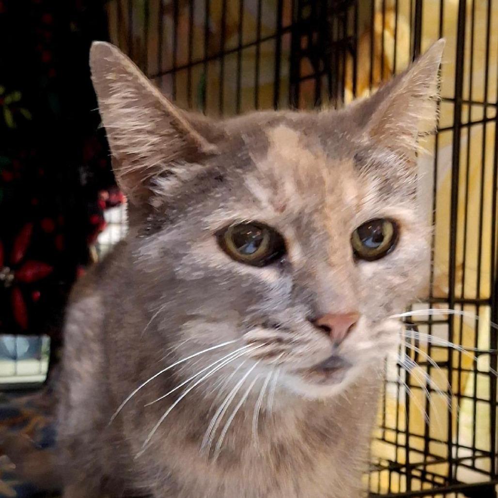Enlarge Charlotte (Chewbecca), a Adoptable Domestic Short Hair in Titusville, FL image 1/1