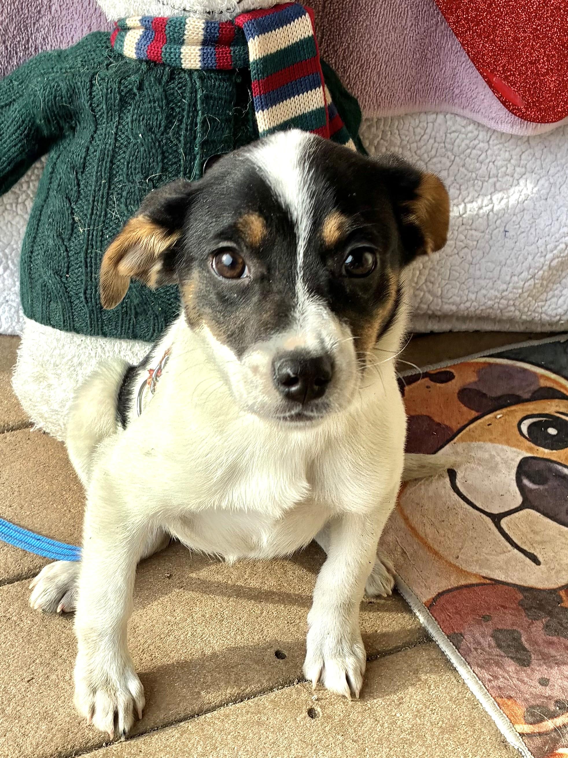 Enlarge Dove, a Adoptable mixed breed in West Chicago, IL image 1/3