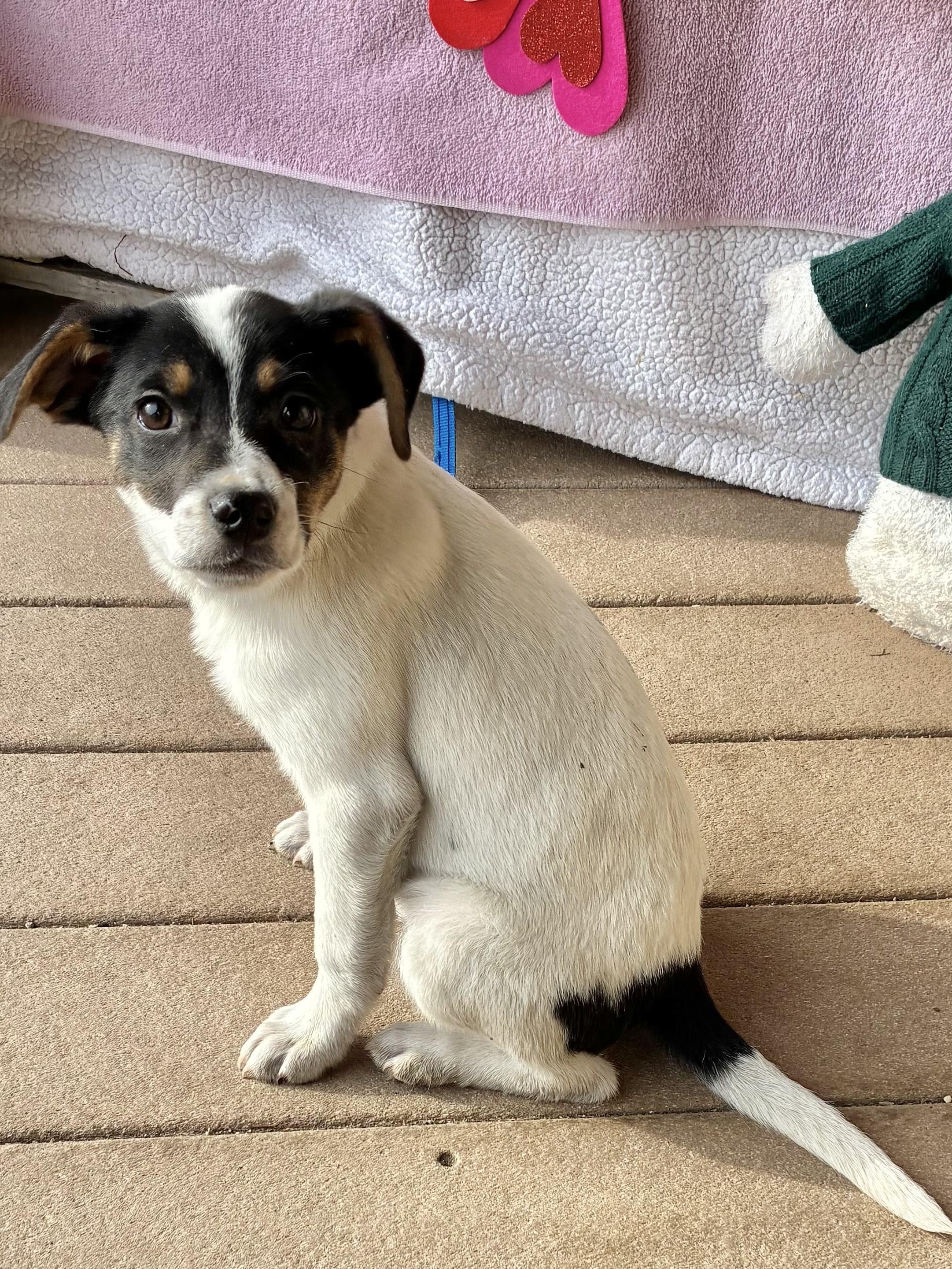 Enlarge Dove, a Adoptable mixed breed in West Chicago, IL image 3/3