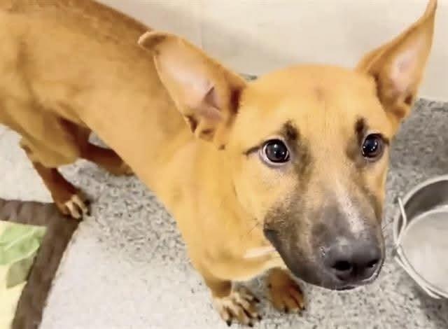 BUCKY, Adoptable, Young Male Labrador Retriever & Mixed Breed.