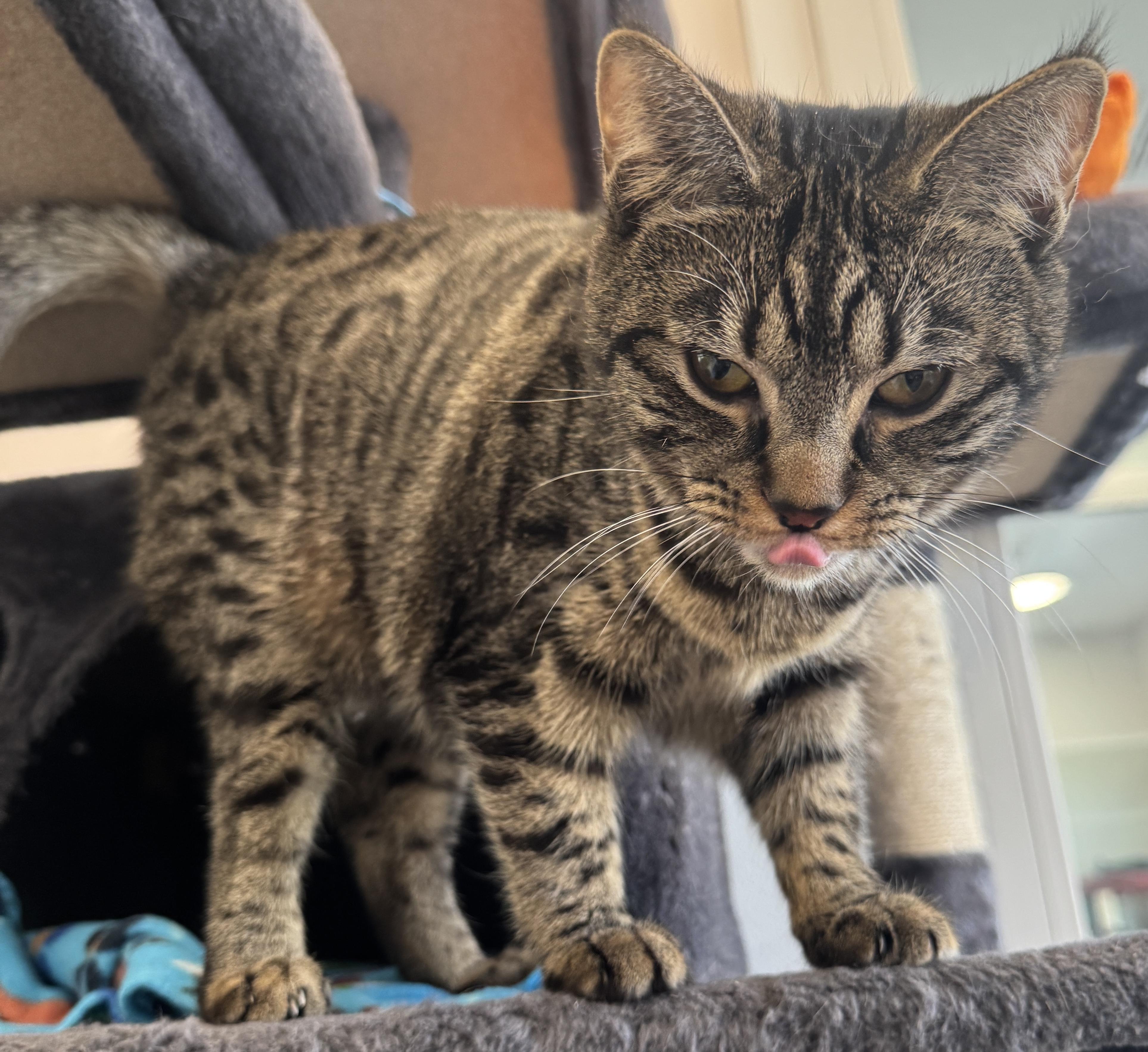 Enlarge Zephyr, a Adoptable Tabby in Warwick, NY image 1/2