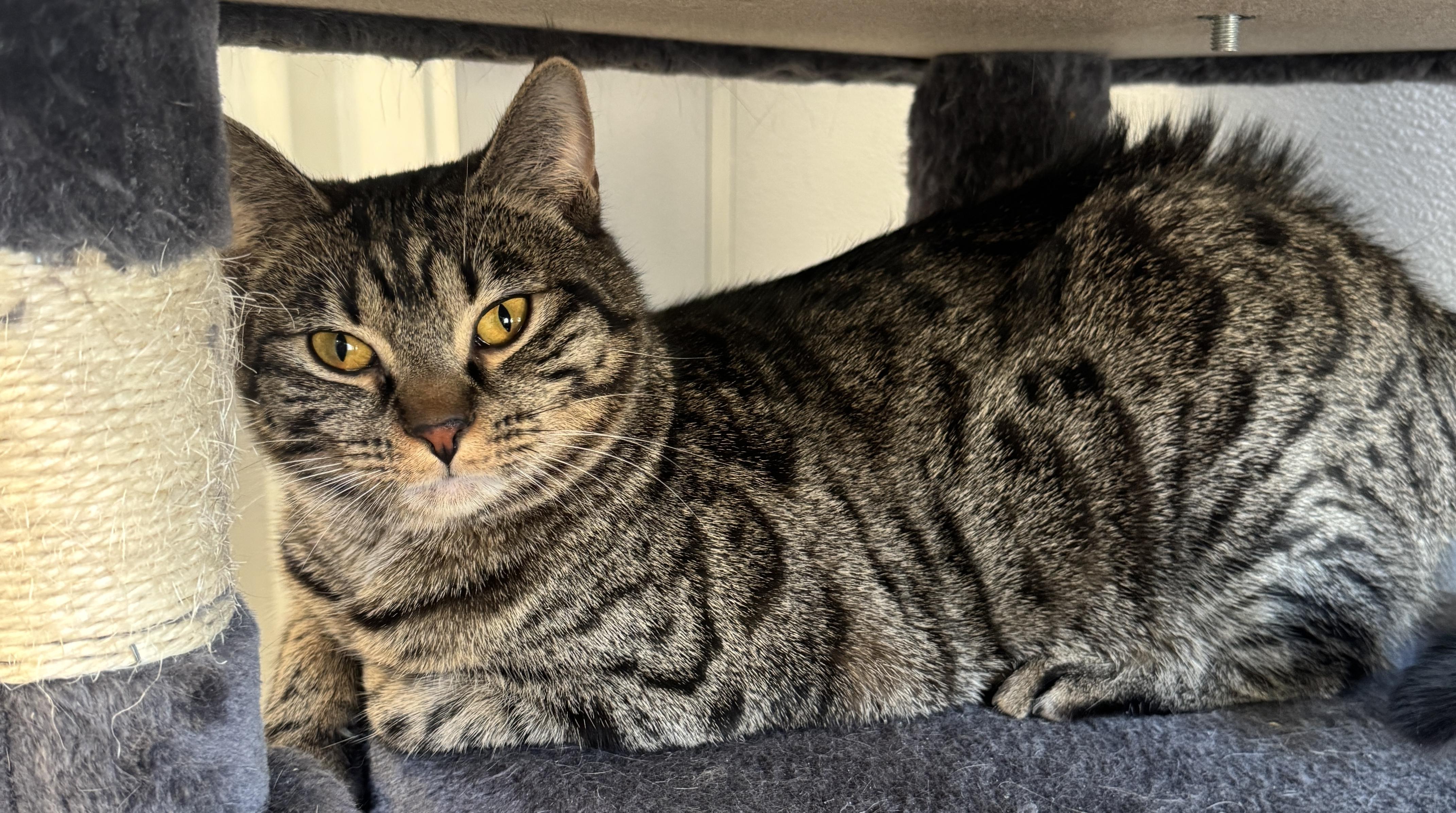 Enlarge Zephyr, a Adoptable Tabby in Warwick, NY image 2/2
