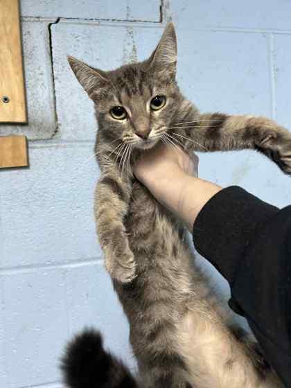 Enlarge Aspen, a Adoptable Domestic Short Hair in Bartlesville, OK image 1/1