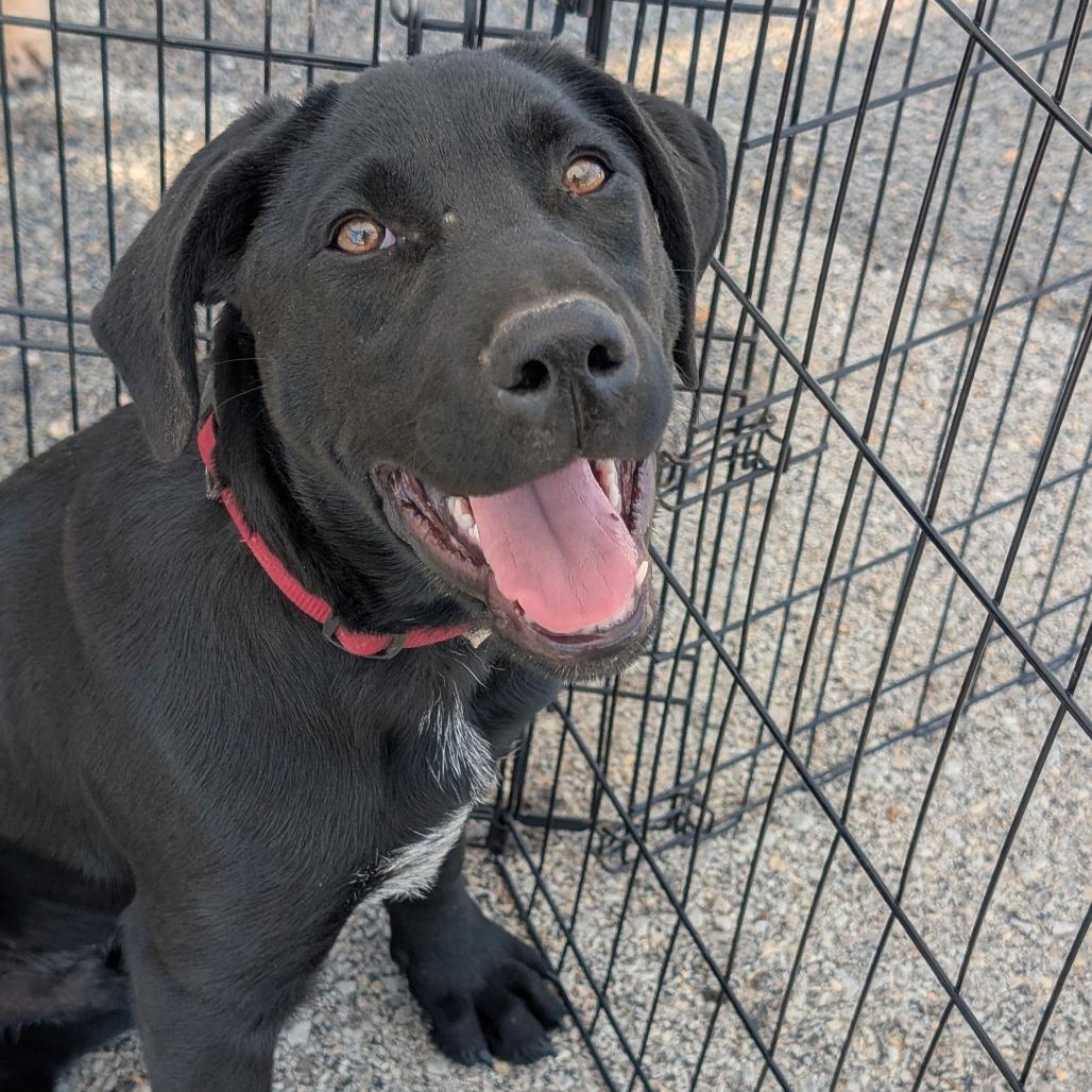 Big pup, Adoptable, Puppy Male Black Labrador Retriever.