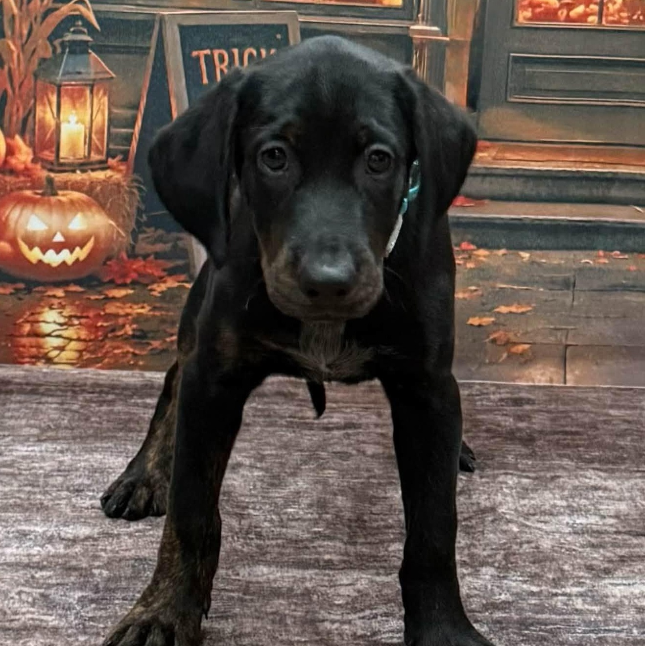 Enlarge Ketchup, a Adoptable mixed breed in Albany, NY image 6/6