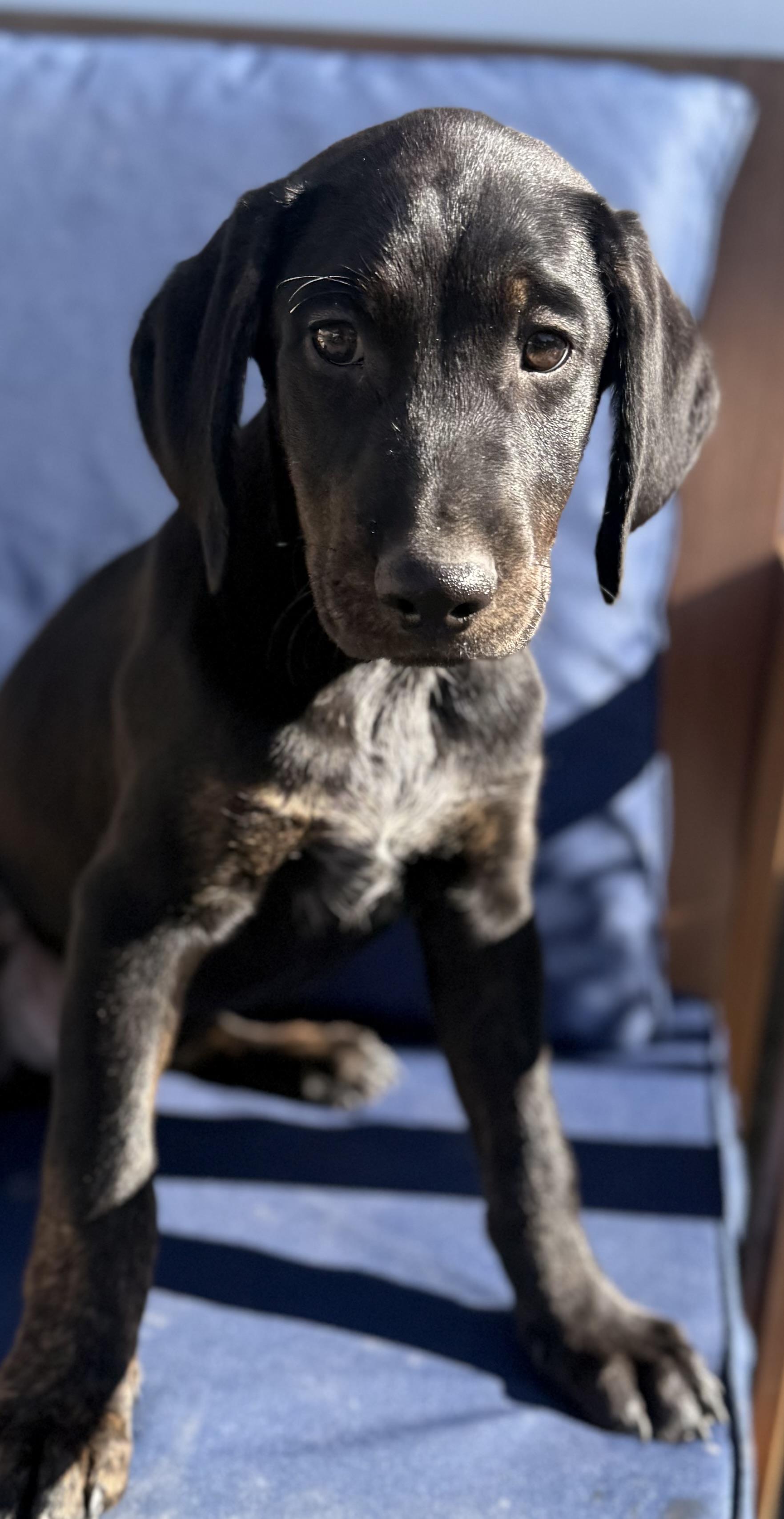 Enlarge Ketchup, a Adoptable mixed breed in Albany, NY image 3/6