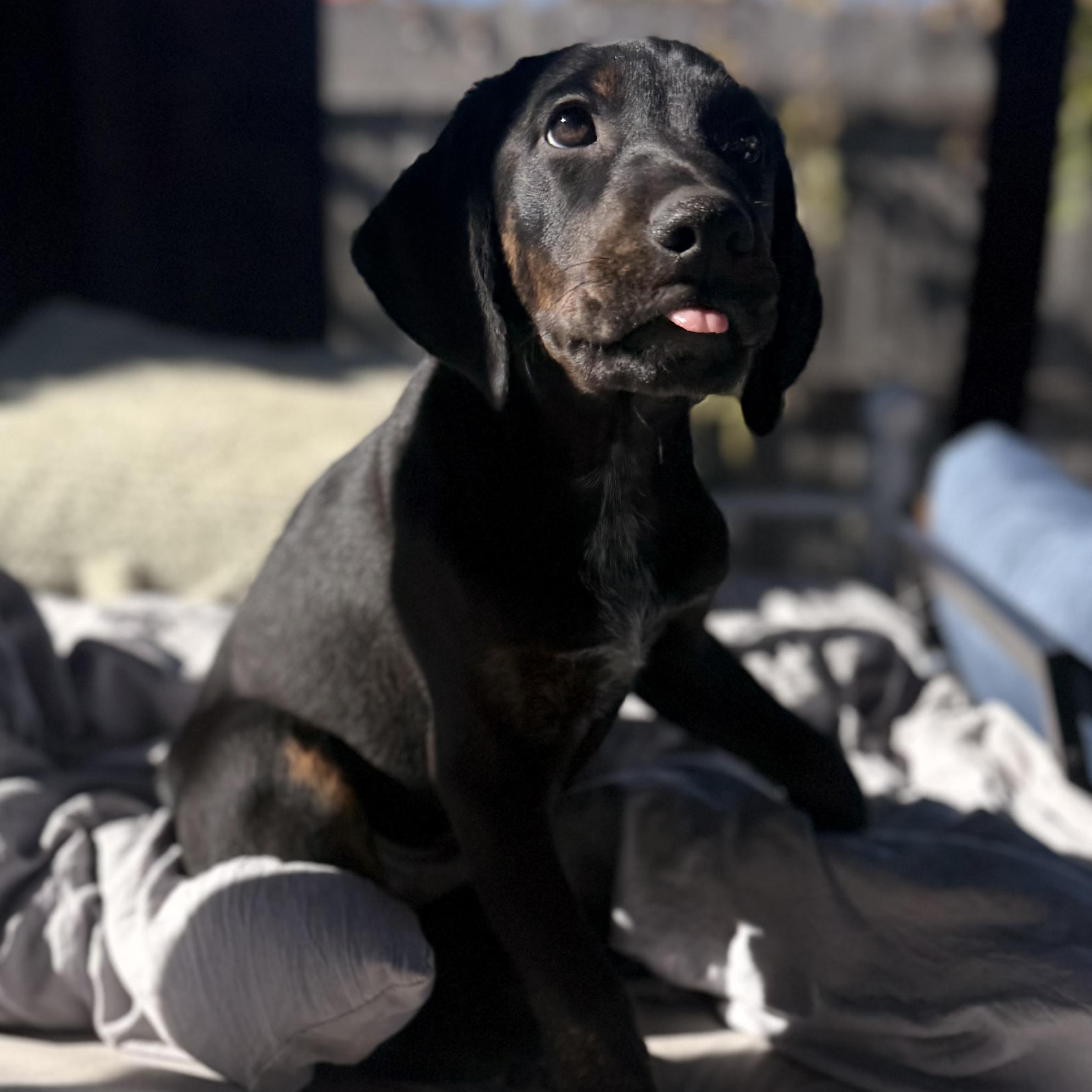 Enlarge Ketchup, a Adoptable mixed breed in Albany, NY image 2/6