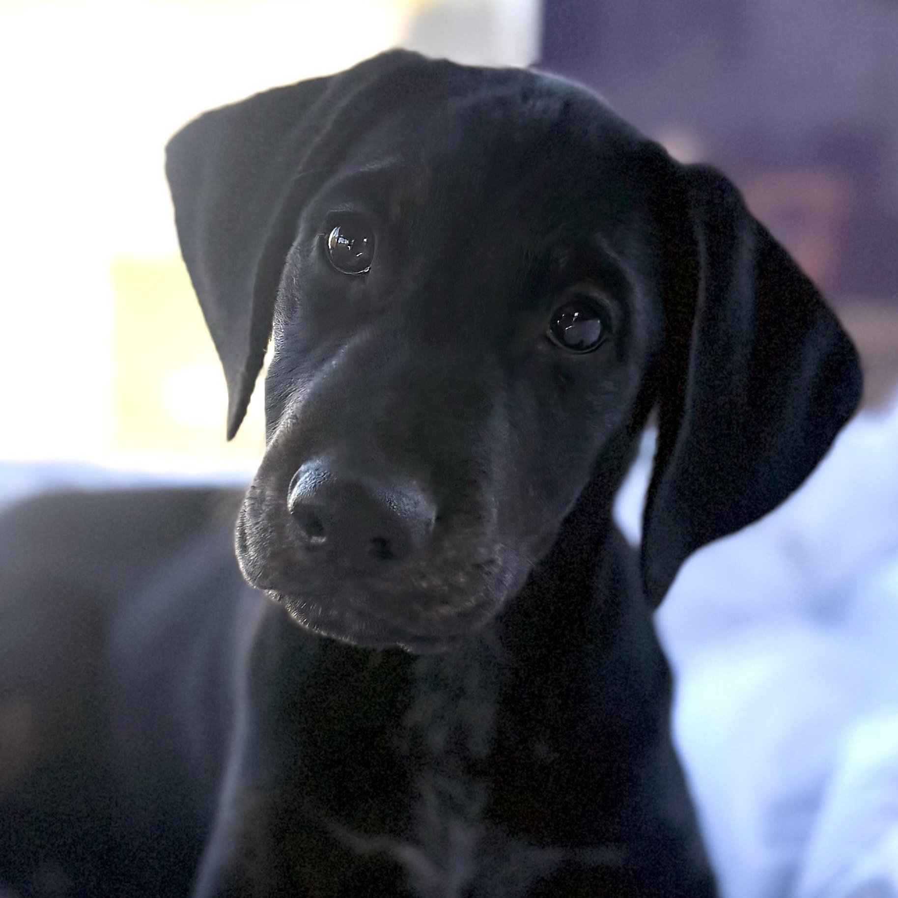Ketchup, Adoptable, Puppy Male Plott Hound.