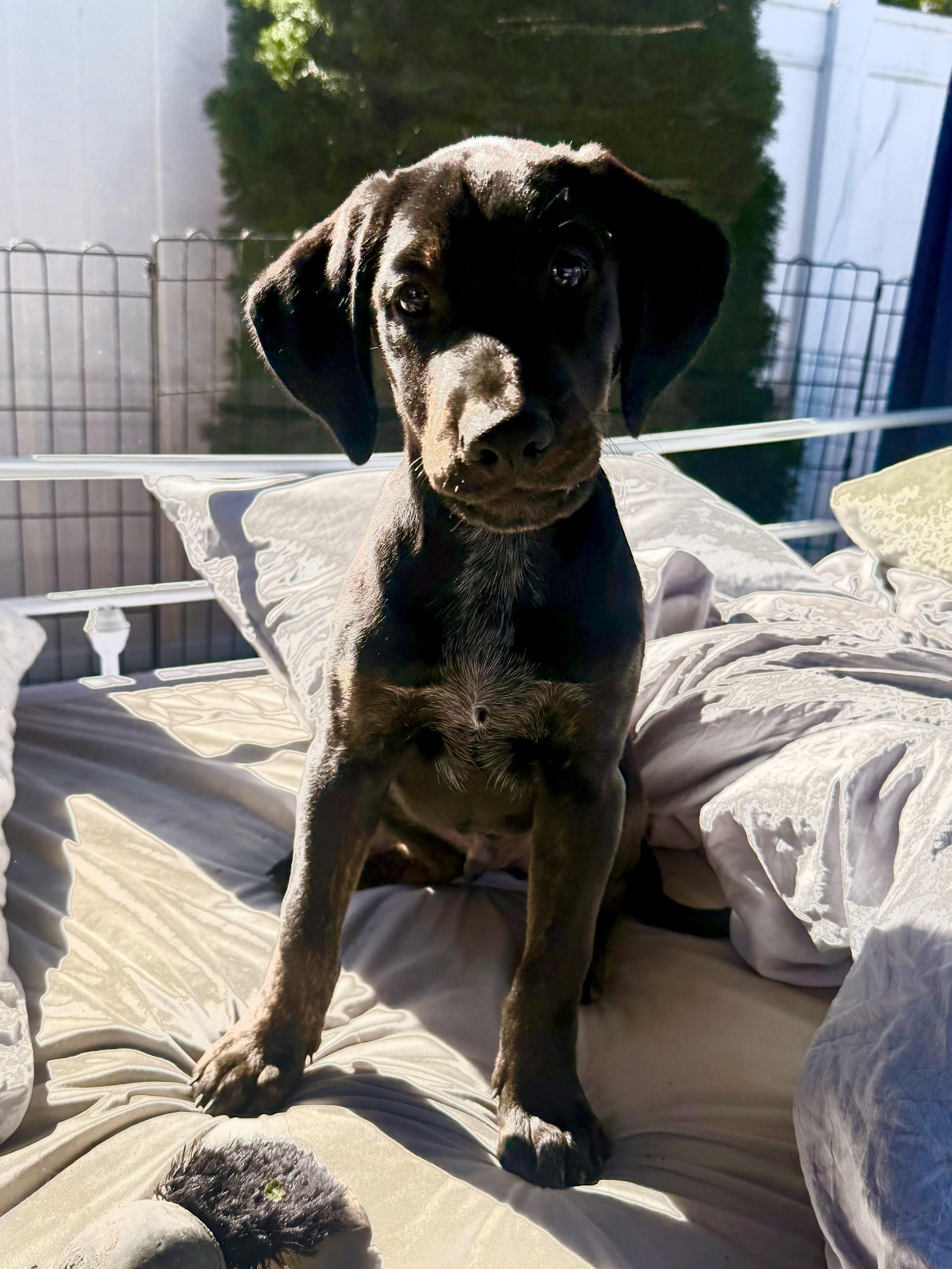 Enlarge Ketchup, a Adoptable mixed breed in Albany, NY image 5/6