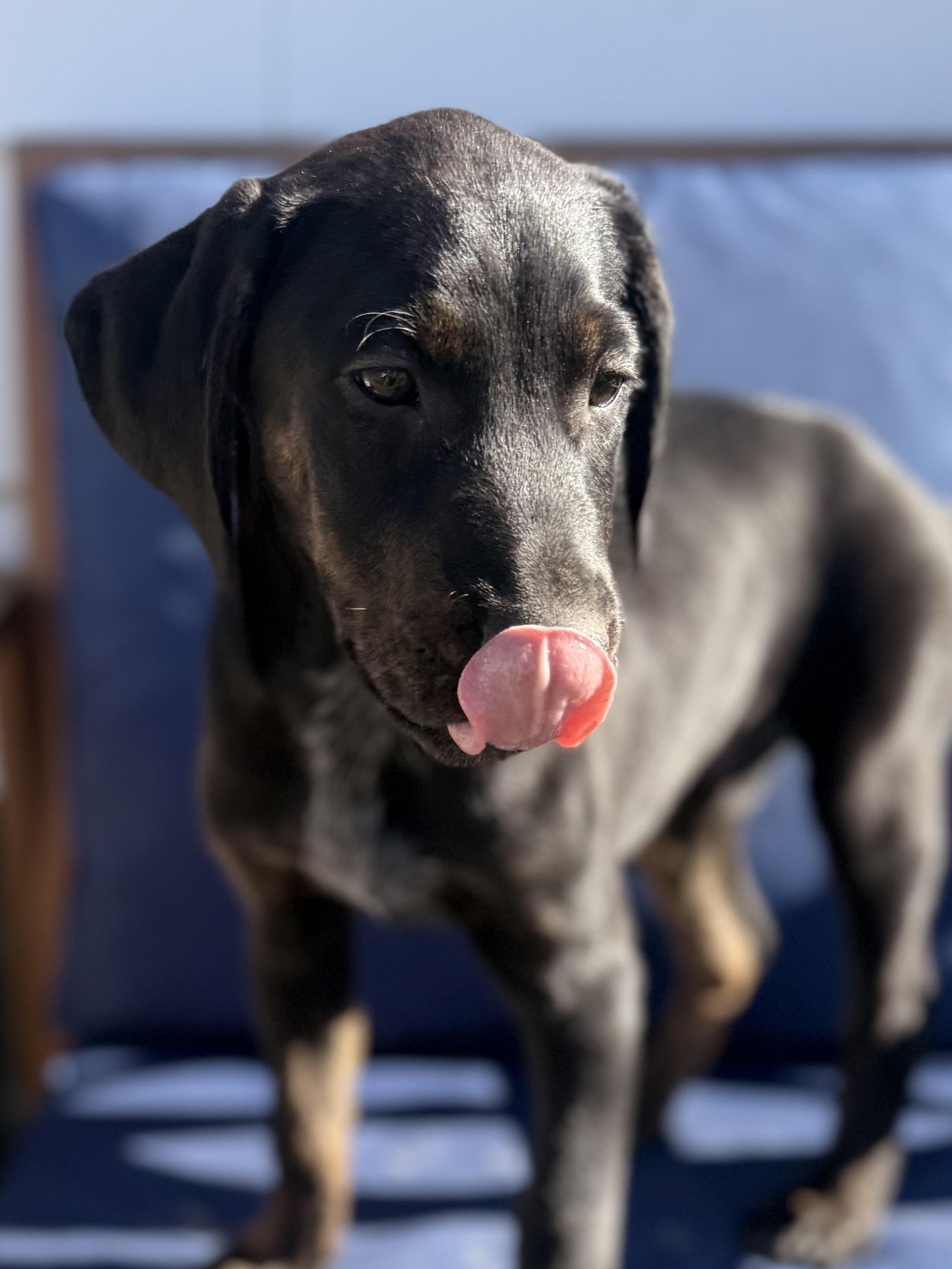Enlarge Ketchup, a Adoptable mixed breed in Albany, NY image 4/6
