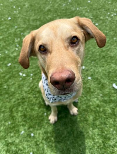 Mr Rocky, adopted, Young Male Labrador Retriever.