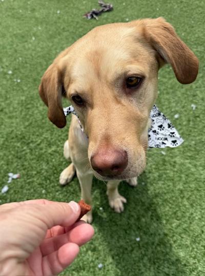 Mr Rocky, an adopted Labrador Retriever in Long Beach, NY image 5/5