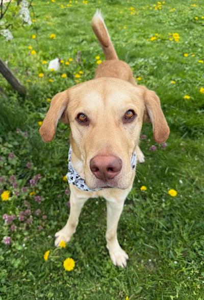 Mr Rocky, an adopted Labrador Retriever in Long Beach, NY image 3/5