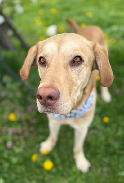 Mr Rocky, an adopted Labrador Retriever in Long Beach, NY image 2/5