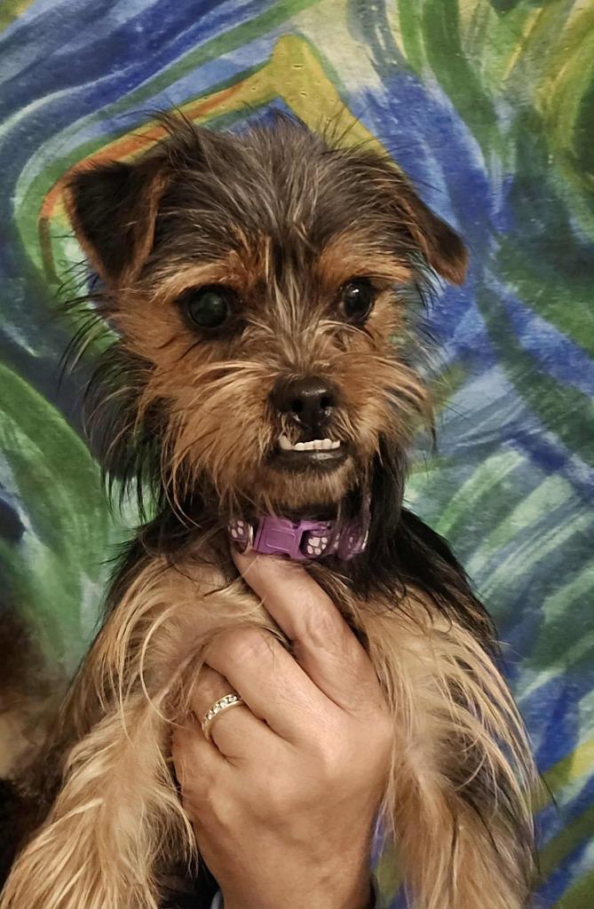 Enlarge Stevie, a Adoptable mixed breed in College Station, TX image 1/6