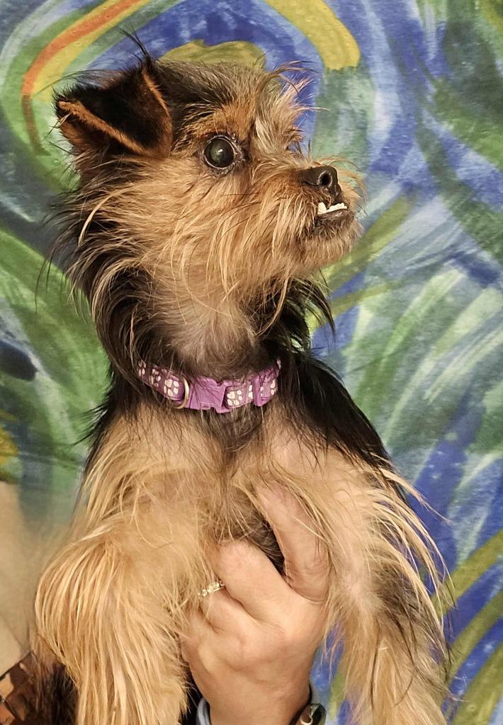 Enlarge Stevie, a Adoptable mixed breed in College Station, TX image 5/6