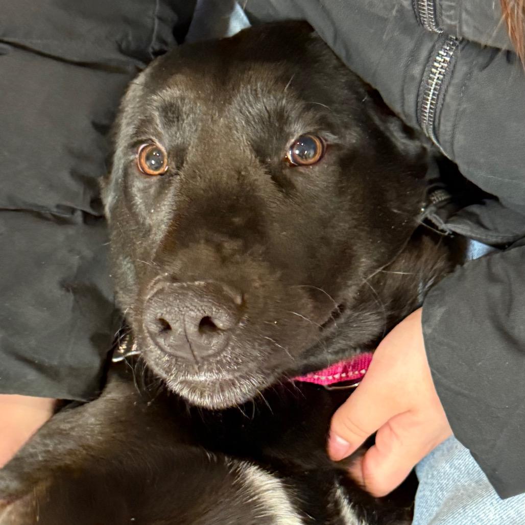 Eclipse, Adoptable, Young Female Black Labrador Retriever.